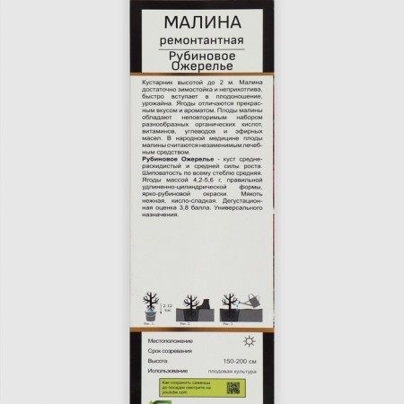 Raspberry repair varieties "Rubin necklace", 1 pc, tube, spring 2025-1