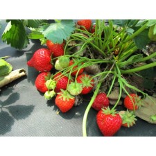Strawberry Garden Rumba, P9 Pot, 1 pc, summer 2024