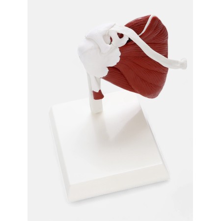 The model "shoulder joint with muscle tissue" 15*15cm-3