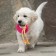 Chewing toy with a rope "Girya", pink