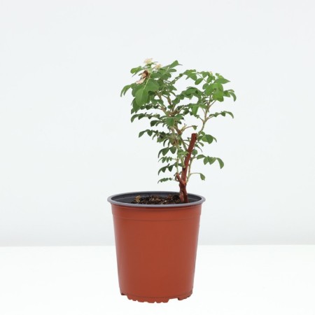 Rose Canadian Park Louise Bagnet, C3.5 pot, H25-45 height, 1 pc, summer 2024-1