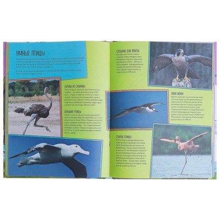 Animal Encyclopedia: on land, under water and in the air. Farndon D.-2