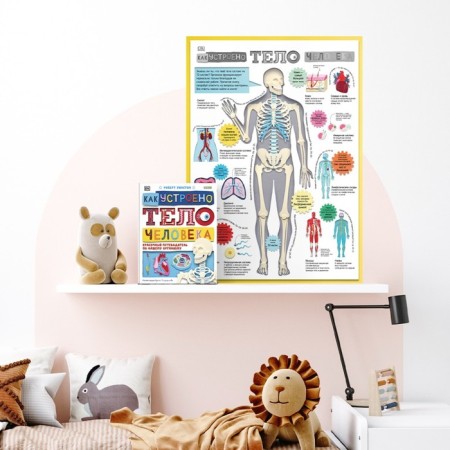 How the human body works. A colorful guide to our body. Winston Robert-3