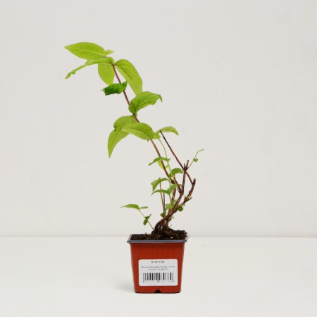 Seedling hybrid "Tourbillon Rouge", P9 pot, summer 2024-2