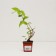 Seedling hybrid "Tourbillon Rouge", P9 pot, summer 2024