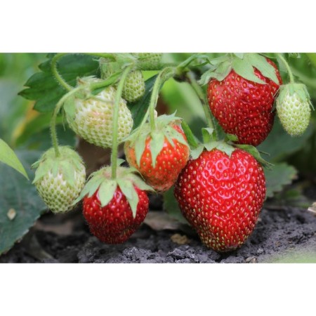 Strawberry Garden Lord, P9 Pot, 1 pc, summer 2024