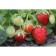 Strawberry Garden Lord, P9 Pot, 1 pc, summer 2024