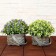 Bonsai "Delicate flowering in the basket" 9x13 cm, mix