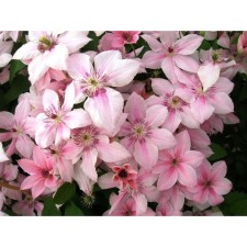 Clematis large-flowered pink fantasy, C2 pot, H20-40 height, 1 pc, summer 2024