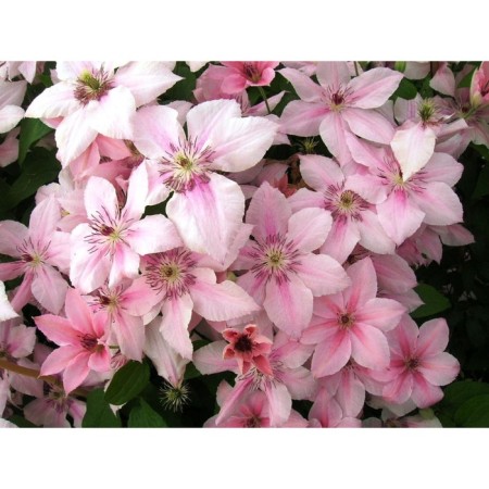 Clematis large-flowered pink fantasy, C2 pot, H20-40 height, 1 pc, summer 2024