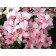Clematis large-flowered pink fantasy, C2 pot, H20-40 height, 1 pc, summer 2024