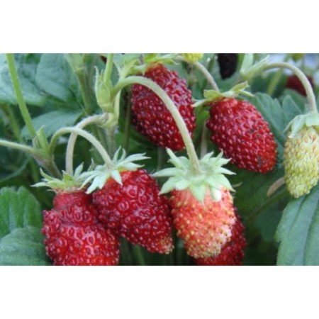Strawberry garden Alexandria, p9 pot, summer 2024-1