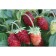 Strawberry garden Alexandria, p9 pot, summer 2024