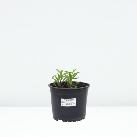 Astra shrub anneke, pot C2, 1 pc, summer 2024-2