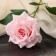 Artificial flowers "Rose Grand Prix at" 8x56 cm, pink