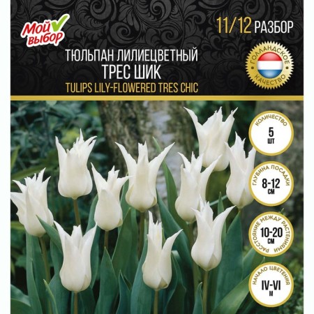 Tulip Lilian Tres Shik, river 11/12, 5 pcs, autumn 2024-2