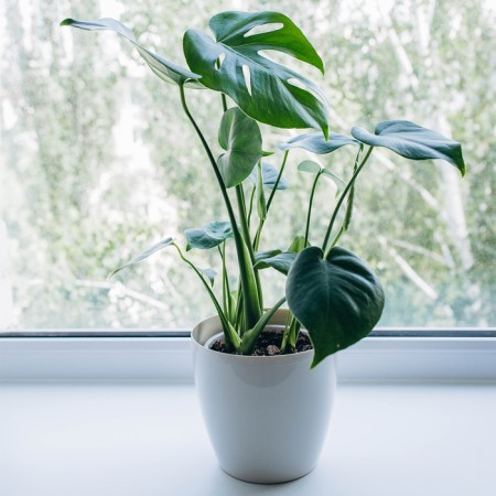 Flower pot, d = 19 cm, 3.5 l, plastic, beige-3