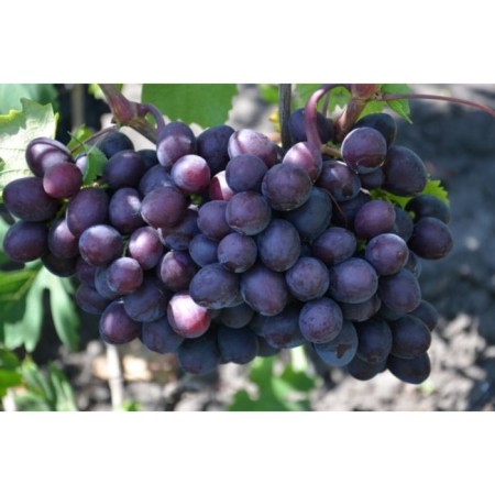 Grape seedlings "Freight gift", 1 pc, spring 2024