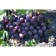 Grape seedlings "Freight gift", 1 pc, spring 2024