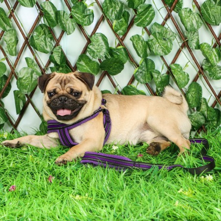 The ammunition set is soft, reflective, leash 120 x 2 cm, Osh 25-72 cm, purple-10
