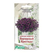 Seeds of flowers Alissum sea 