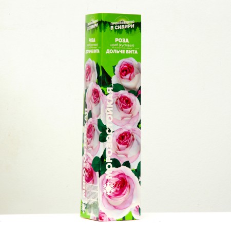 Dolce rose seedling Vita Spring 2024, 1 pc.-1