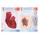 4D encyclopedia in augmented reality "human anatomy", a soft cover