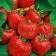 Strawberry seedlings of Frigo Bravura (Bravura) a+, 5 pcs