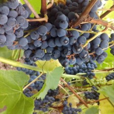Grapes seedlings 