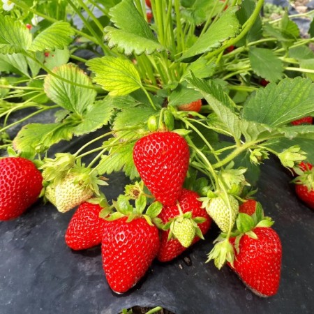 Strawberries Garden San Andreas, P9 Pot, 1 pc, summer 2024