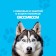 Hypoallergenic shampoo for dogs, 250 ml