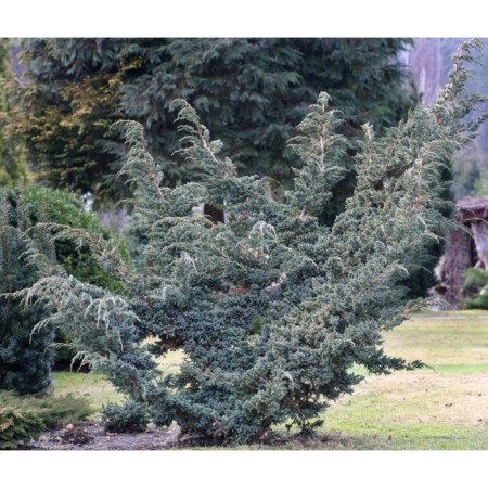 Juniper scaly "Meyeri", P9, 1pc, h 3-20 cm, spring 2024-1