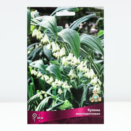 Bought multi-flowered, rr I, 1 pc, spring 2025-1