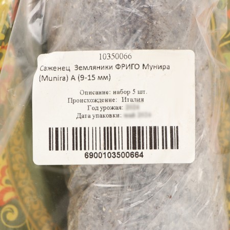 Strawberry seedlings of Frigo Munira (munira) a (9-15 mm), 5 pcs-3