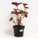 Buznil Tozhno Desdemona, C3 pot, H10-50 height, 1 pc, summer 2024