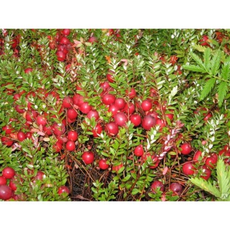 Cranberry seedlings large -fruited "Howes", P9 pot, summer 2024