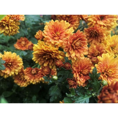 Chrysanthemum Korean apricot summer, I rn, 1 pc, 50-60 h (cm), autumn 2024
