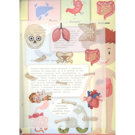 My first encyclopedia with stickers. The human body. Shekhtman V.-2
