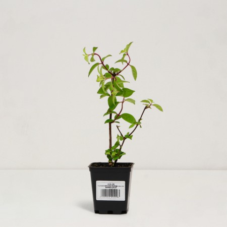 Sahenian Hortension "Pan. Framboisine = Samarskya Lydia", P9 pot, Summer 2024-2