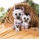 Soft toy Nici "Zebra Mankalit", 25 cm