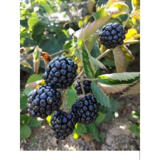 Black blackberry, s2 pot, n20-40 height, 1 pc, summer 2024