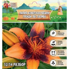 Лилия Азиатская Кашпо "Trendy Las Palmas", р-р 12/14, 2 шт, Весна 2024