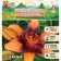 Lilia Asian Kashpo "Trendy Las Palmas", district 12/14, 2 pcs, spring 2024