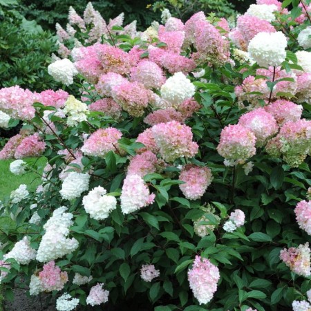 Seedlings of hydrangea Pink lady, pot P9, summer 2024