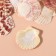 Treasurous decorative shells "scallop" set of 100 grams