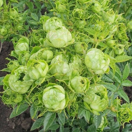 Seedling rose "Princess Midori", tube, spring 2025