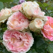Seedling rose 