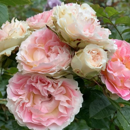 Seedling rose "Caesar", tube, spring 2025