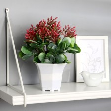 Bonsai in the pot 