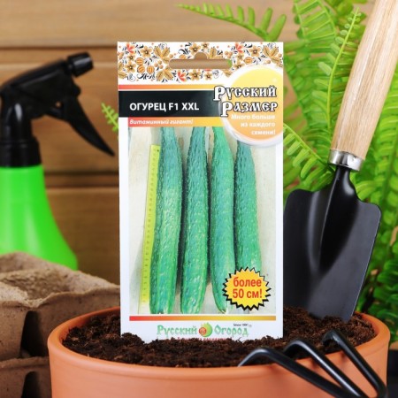 Cucumber seeds XXL, F1, series Russian size, 8 pcs-2